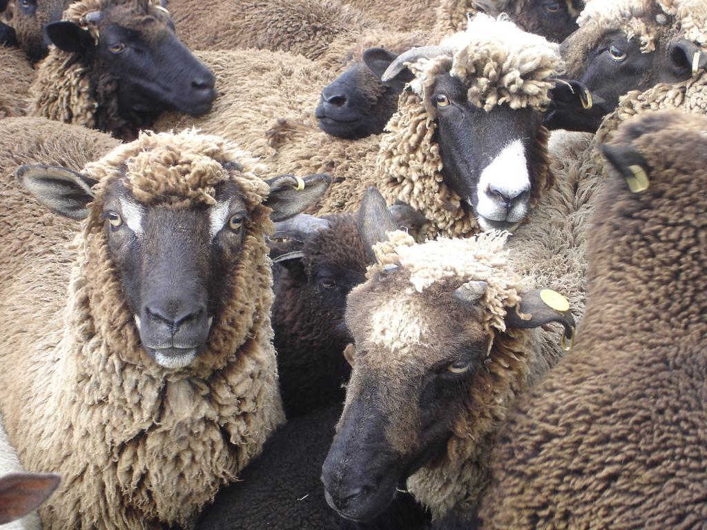 Country Homestead At Black Sheep Farm ไวปู ภายนอก รูปภาพ