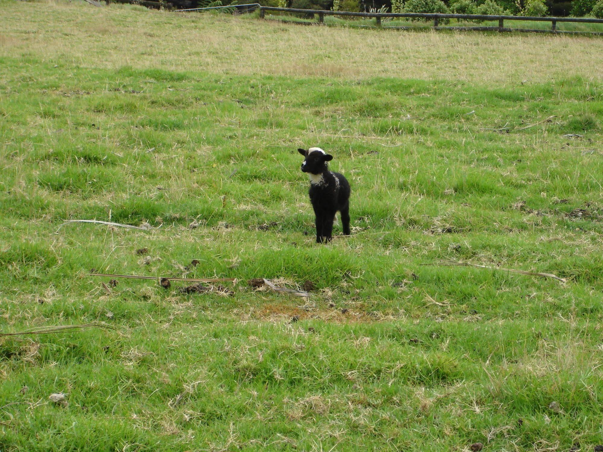 Country Homestead At Black Sheep Farm ไวปู ภายนอก รูปภาพ